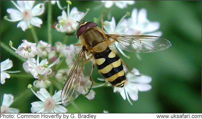 Syrphus ribesii - Photo � Copyright 2005 Gary Bradley
