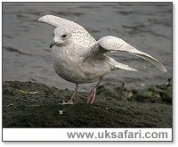 Iceland Gull - Photo � Copyright 2005 Dean Eades