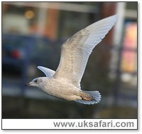 Iceland Gull - Photo � Copyright 2005 Dean Eades
