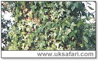 Ivy - Photo � Copyright 2000 Gary Bradley