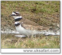 Photo � Copyright 2006 Steve Botham: s.botham@ntlworld.com