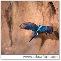 Kingfisher leaving its nest burrow - Photo � Copyright 2002 Tom Finley