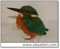 Kingfisher - Photo � Copyright 2005 Gary Bradley