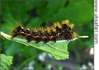 Knot Grass Larva - Photo � Copyright 2008 Debbie Winfield