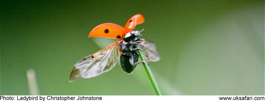 Ladybird � Copyright 2007 Christopher Johnstone