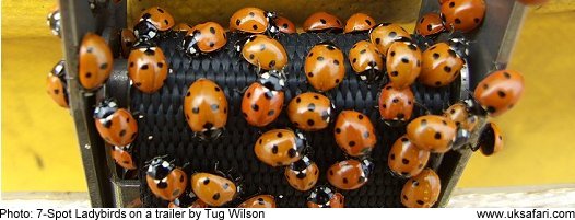 Ladybirds � Copyright 2009 Tug Wilson
