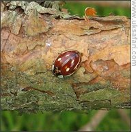 Striped Ladybird - Photo � Copyright 2008 Lyn Maddocks