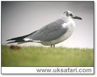 Photo � Copyright 2006 Steve Botham: s.botham@ntlworld.com