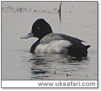 Photo � Copyright 2006 Steve Botham: s.botham@ntlworld.com