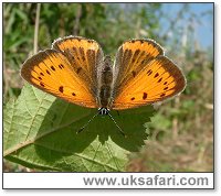 Large Copper Butterfly - Photo � Copyright 2005 Gary Bradley