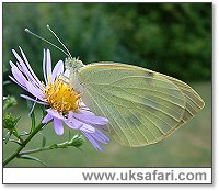 Large White Butterfly - Photo � Copyright 2003 Gary Bradley