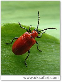 Lily Beetle - Photo � Copyright 2004 Gary Bradley