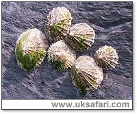 Limpets - Photo � Copyright 2000 Gary Bradley