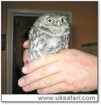 Little Owl - Photo � Copyright 2005 Andrew Meads