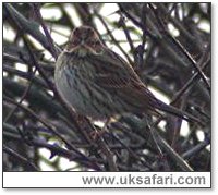 Little Bunting - Photo � Copyright 2006 Steve Botham: s.botham@ntlworld.com