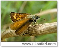 Lulworth Skipper - Photo � 2003 Graham Windsor
