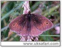 Meadow Brown - Photo � Copyright 2000 Gary Bradley