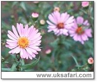 Michaelmas Daisies - Photo � Copyright 2000 Gary Bradley