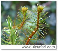 Marsh Hair Moss - Photo � Copyright 2004 Gary Bradley