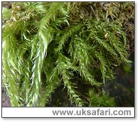 Ordinary Moss - Photo � Copyright 2004 Gary Bradley