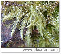 Stripe Moss - Photo � Copyright 2004 Gary Bradley