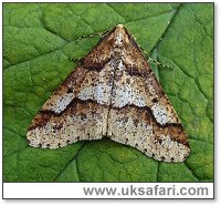 Mottled Umber - Photo � Copyright 2004 Dean Stables
