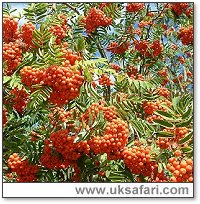 Mountain Ash in Berry - Photo � Copyright 2006 G. Bradley