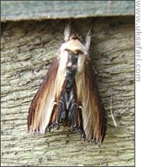 Mullein Moth - Photo � Copyright 2006 Graham Sealey