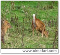Muntjac - Photo � Copyright 2005 Alan Bunyan