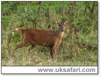 Muntjac - Photo � Copyright 2005 Alan Bunyan