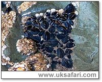 Mussels - Photo � Copyright 2001 Gary Bradley