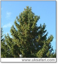 Norway pruce Tree - Photo � Copyright 2005 Gary Bradley