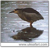 Photo � Copyright 2006 Steve Botham: s.botham@ntlworld.com