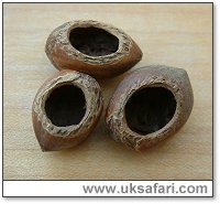Dormouse Nuts - Photo � Copyright 2004 Gary Bradley