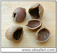 Grey Squirrel Nuts - Photo � Copyright 2004 Gary Bradley