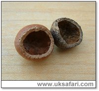 Bank Vole Nuts - Photo � Copyright 2004 Gary Bradley
