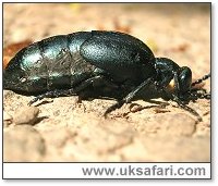 Oil Beetle - Photo � Copyright 2005 Reeko Beer