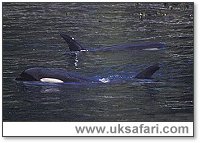 Orcas - Photo � Copyright 2003 W.D.C.S. (www.wdcs.org.uk)