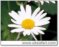 Ox-Eye Daisy - Photo � Copyright 2000 Gary Bradley