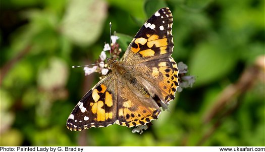 Painted Lady Butterfly � Copyright 2009 G. Bradley