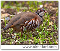 Red-Legged Partridge - Photo � Copyright 2004 Andy Darrington