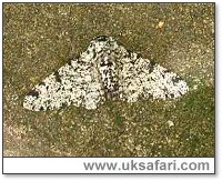 Peppered Moth - Photo � Copyright 2005 Ray Kelly