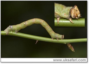 Peppered Moth Larva - Photo � Copyright 2006 Elizabeth Close