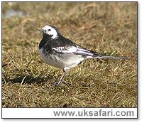 Photo � Copyright 2006 Steve Botham: s.botham@ntlworld.com