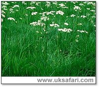 Pignut - Photo � Copyright 2000 Gary Bradley