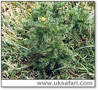 Pineapple Mayweed - Photo � Copyright 2000 Gary Bradley
