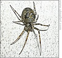 Pirate Spider - Photo � Copyright 2007 Perry Lambert