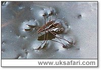 Pond Skaters Mating - Photo � Copyright 2002 Gary Bradley