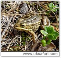 Male Pool Frog - Photo � Copyright 2005 Jim Foster/English Nature