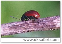 Poplar Leaf Beetle - Photo � Copyright 2002 Gary Bradley